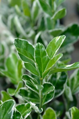 Aucune image disponible