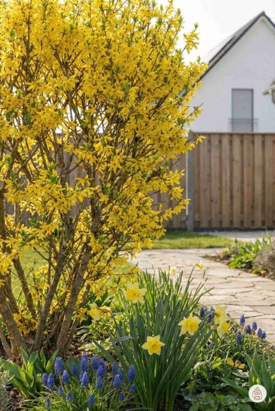 Forsythia intermedia 'Spectabilis' arbuste 60-80 cm