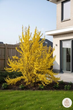 Forsythia intermedia 'Weekend' arbuste 100-125 cm