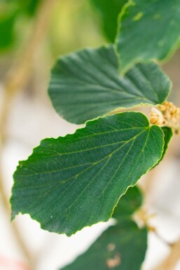 Aucune image disponible