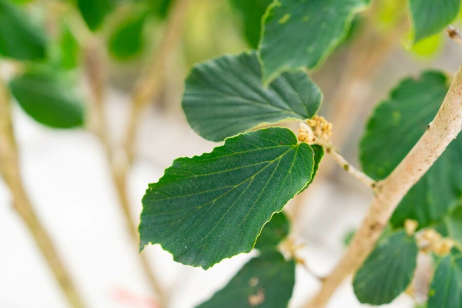 Hamamélis Hamamelis x intermedia 'Pallida' arbuste 40-60 C5 Hamamelis x intermedia 'Pallida' arbuste 40-60 cm
