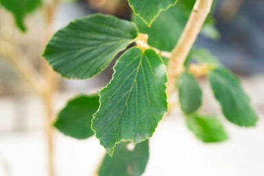 Hamamélis Hamamelis x intermedia 'Pallida' arbuste 40-60 C5 Hamamelis x intermedia 'Pallida' arbuste 40-60 cm