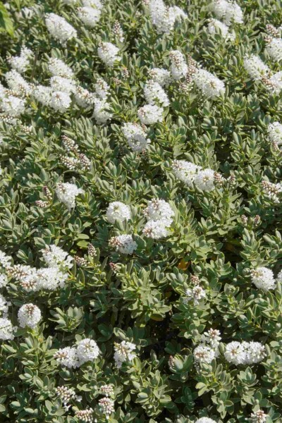 Arbuste hébé Hebe albicans arbuste 20-25 C2 Hebe albicans arbuste 20-25 cm