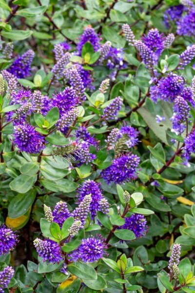 Hébé Hebe franciscana arbuste 20-25 C2 Hebe franciscana arbuste 20-25 cm