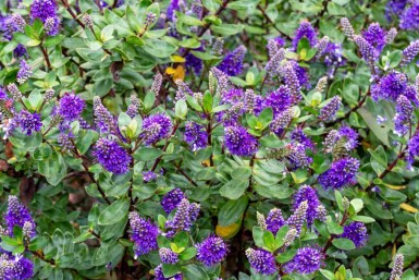 Hébé Hebe franciscana arbuste 20-25 C2 Hebe franciscana arbuste 20-25 cm