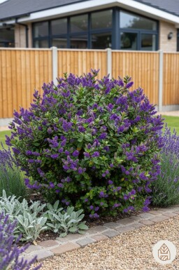 Hebe franciscana arbuste 20-25 cm