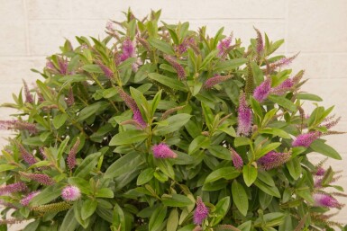 Véronique arbustive Hebe 'Great Orme' arbuste 20-25 C2 Hebe 'Great Orme' arbuste 20-25 cm