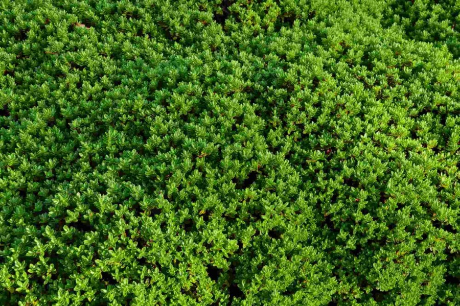 Hébé de rakai Hebe rakaiensis arbuste 10-15 C2 Hebe rakaiensis arbuste 10-15 cm