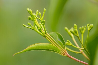 Arbre aux sept fleurs Heptacodium miconioides arbuste 40-50 C3 Heptacodium miconioides arbuste 40-50 cm