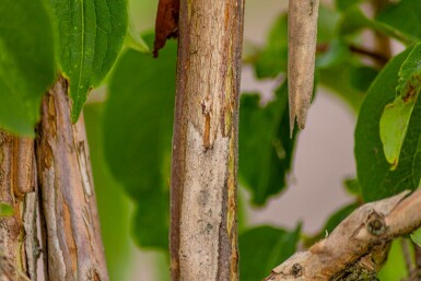 Arbre aux sept fleurs Heptacodium miconioides arbuste 40-50 C3 Heptacodium miconioides arbuste 40-50 cm