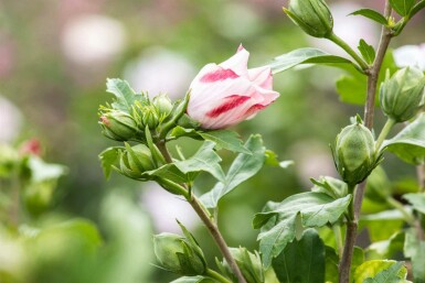 Hibiscus syriacus 'Hamabo' C3 40-45