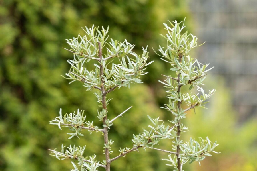 Argousier Hippophae rhamnoides arbuste 60-80 C2 Hippophae rhamnoides arbuste 60-80 cm