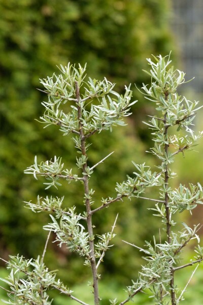 Argousier Hippophae rhamnoides arbuste 100-125 C5 Hippophae rhamnoides arbuste 100-125 cm