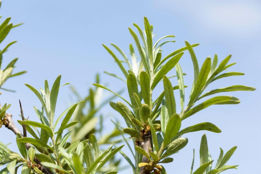 Argousier Hippophae rhamnoides arbuste 100-125 C5 Hippophae rhamnoides arbuste 100-125 cm
