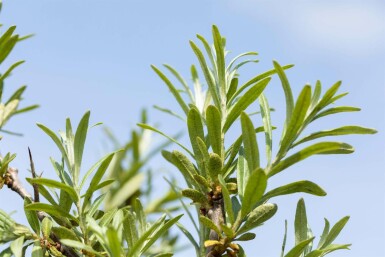 Argousier Hippophae rhamnoides arbuste 100-125 C5 Hippophae rhamnoides arbuste 100-125 cm