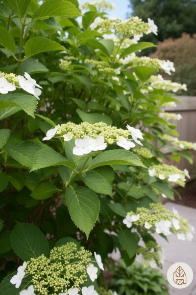 Hydrangea anomala subsp. petiolaris arbuste 50-60 cm