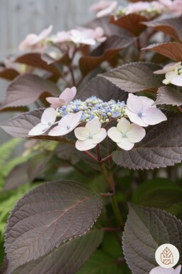 Hydrangea aspera 'Hot Chocolate' arbuste 40-50 cm