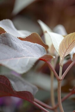 Aucune image disponible