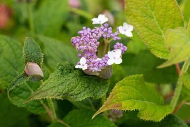 Hortensia Hydrangea involucrata arbuste 30-40 C3 Hydrangea involucrata arbuste 30-40 cm