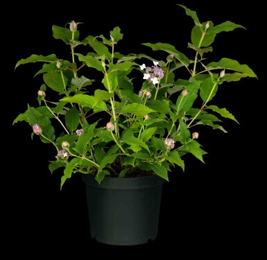 Hortensia Hydrangea involucrata arbuste 30-40 C3 Hydrangea involucrata arbuste 30-40 cm