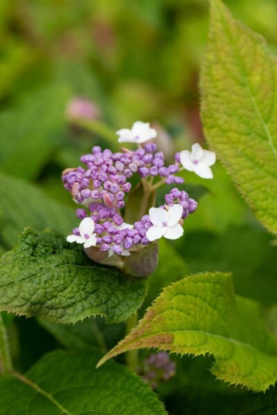 Hydrangea involucrata C10 60-80