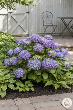 Hydrangea macrophylla 'Ayesha' arbuste 20-25 cm