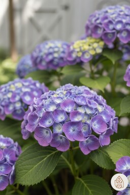 Hydrangea macrophylla 'Ayesha' arbuste 20-25 cm