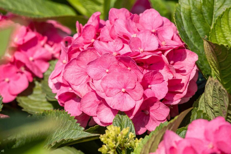 Hortensia Hydrangea macrophylla 'Bouquet Rose' arbuste 20-25 C2 Hydrangea macrophylla 'Bouquet Rose' arbuste 20-25 cm