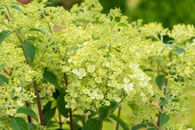 Hortensia à panicules Hydrangea paniculata 'Bobo' arbuste 30-40 C3 Hydrangea paniculata 'Bobo' arbuste 30-40 cm