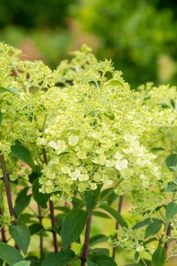 Hortensia à panicules Hydrangea paniculata 'Bobo' arbuste 30-40 C3 Hydrangea paniculata 'Bobo' arbuste 30-40 cm