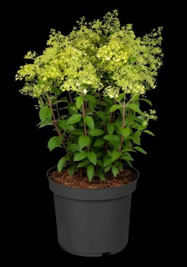 Hortensia à panicules Hydrangea paniculata 'Bobo' arbuste 30-40 C3 Hydrangea paniculata 'Bobo' arbuste 30-40 cm