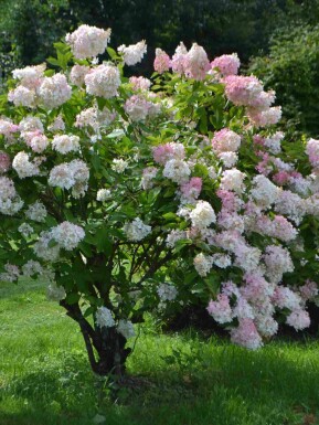 Hortensia à panicules Hydrangea paniculata 'Grandiflora' arbuste 50-60 C5 Hydrangea paniculata 'Grandiflora' arbuste 50-60 cm