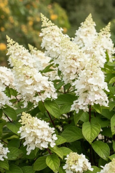 Hydrangée paniculée Hydrangea paniculata 'Kyushu' arbuste 40-50 C3 Hydrangea paniculata 'Kyushu' arbuste 40-50 cm