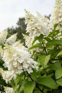 Hydrangea paniculata 'Kyushu' arbuste 40-50 cm