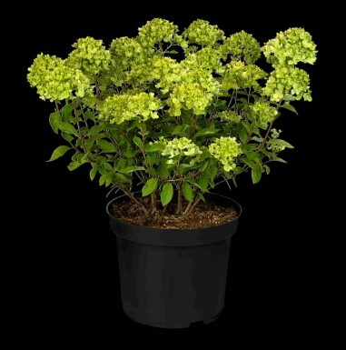 Hydrangea paniculata 'Little Lime' C3 40-50
