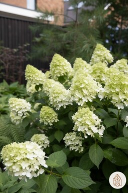 Hydrangea paniculata 'Little Spooky' arbuste 30-40 cm