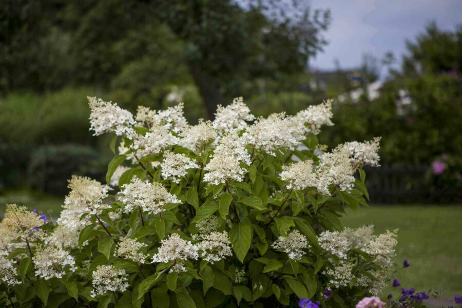 Hydrangée paniculée Hydrangea paniculata 'Unique' arbuste 40-50 C2 Hydrangea paniculata 'Unique' arbuste 40-50 cm