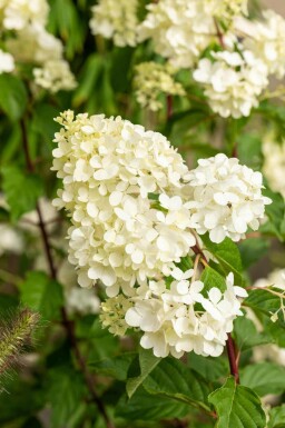 Hydrangea paniculata 'Vanille Fraise' C3 40-50