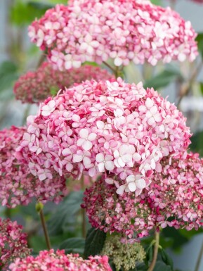 Hortensia Hydrangea 'Pink Annabelle' arbuste 25-30 C3 Hydrangea 'Pink Annabelle' arbuste 25-30 cm