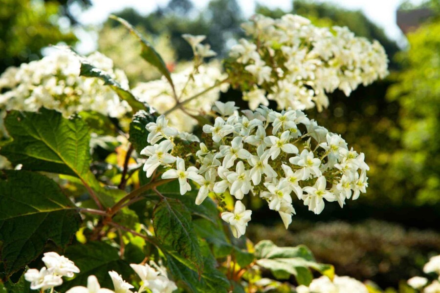 Hortensia à feuilles de chêne Hydrangea quercifolia arbuste 40-50 C7,5 Hydrangea quercifolia arbuste 40-50 cm