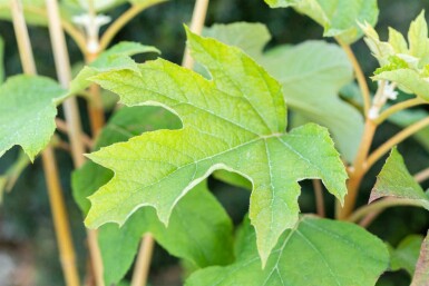 Hortensia à feuilles de chêne Hydrangea quercifolia arbuste 60-80 C20 Hydrangea quercifolia arbuste 60-80 cm
