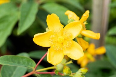Millepertuis arbustif Hypericum 'Hidcote' arbuste 30-40 C2 Hypericum 'Hidcote' arbuste 30-40 cm