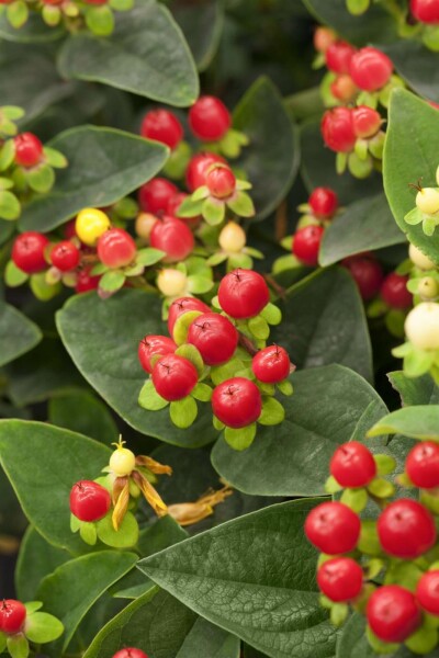 Hypericum 'Miracle Attraction' C10 40-50