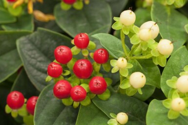 Hypericum 'Miracle Attraction' C10 40-50