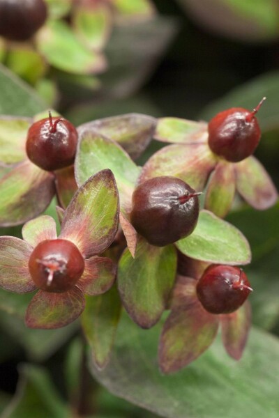 Hypericum 'Miracle Night' C10 40-50
