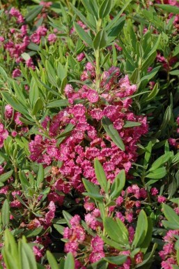 Laurier des montagnes Kalmia latifolia arbuste 25-30 C4 Kalmia latifolia arbuste 25-30 cm
