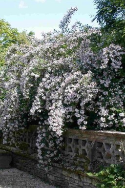 Buisson de beauté Kolkwitzia amabilis arbuste 40-50 C2 Kolkwitzia amabilis arbuste 40-50 cm