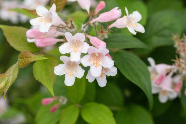 Buisson de beauté Kolkwitzia amabilis arbuste 50-60 C6,5 Kolkwitzia amabilis arbuste 50-60 cm