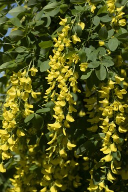 aubour de Waterer Laburnum watereri 'Vossii' arbuste Laburnum watereri 'Vossii' arbuste