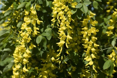 aubour de Waterer Laburnum watereri 'Vossii' arbuste Laburnum watereri 'Vossii' arbuste
